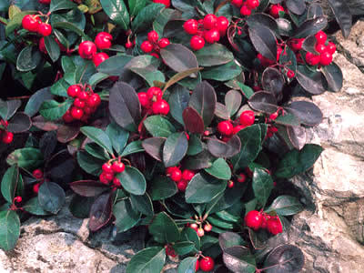 Wintergreen