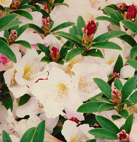 R. formosum var. iteophyllum
