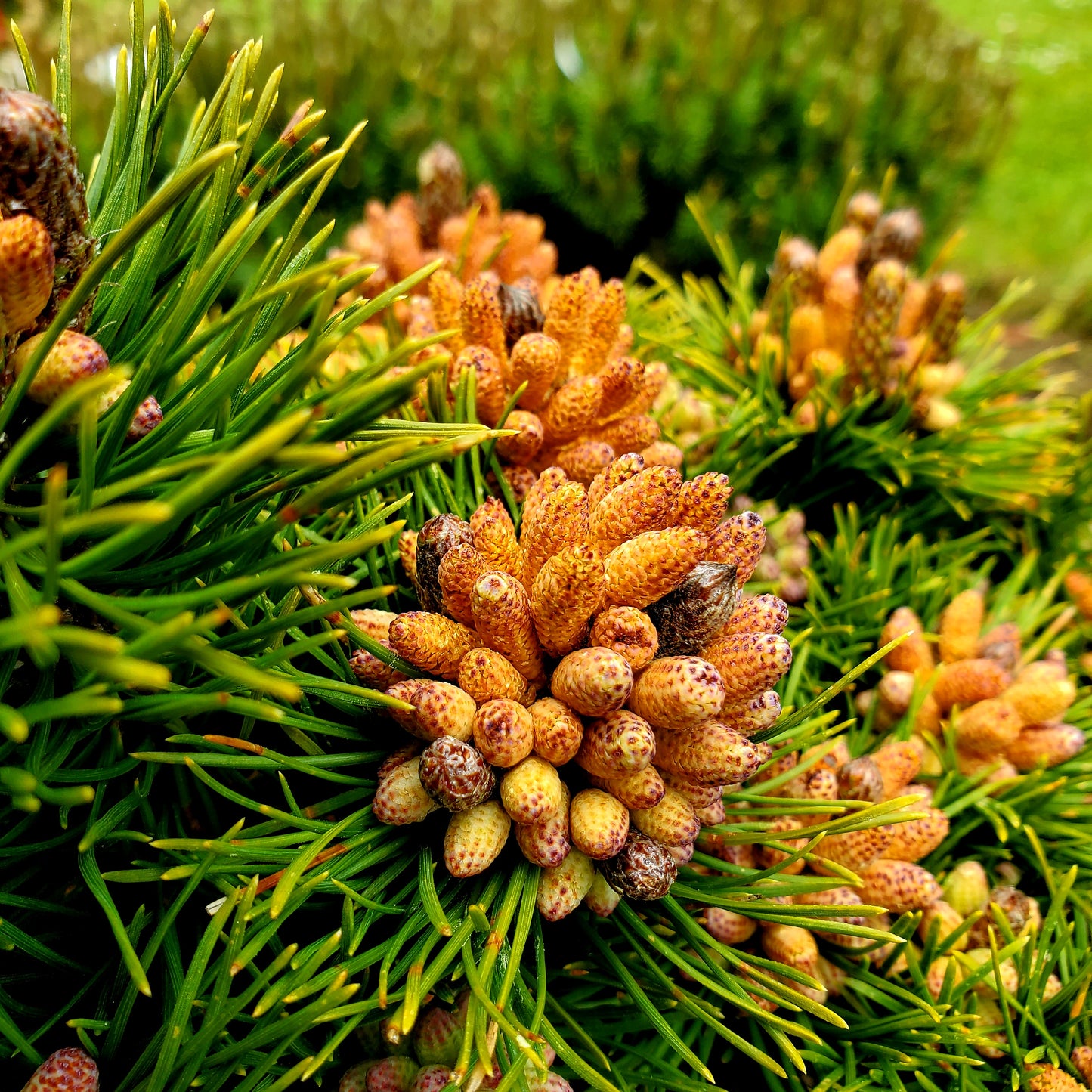 Pinus mugo 'Emerald Dwarf'