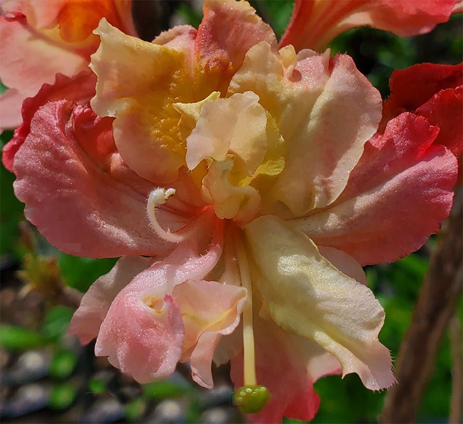 Az. 'Pink a Boo'