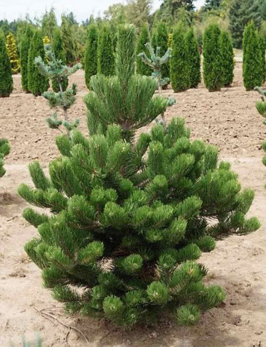 Pinus nigra 'Oregon Green'