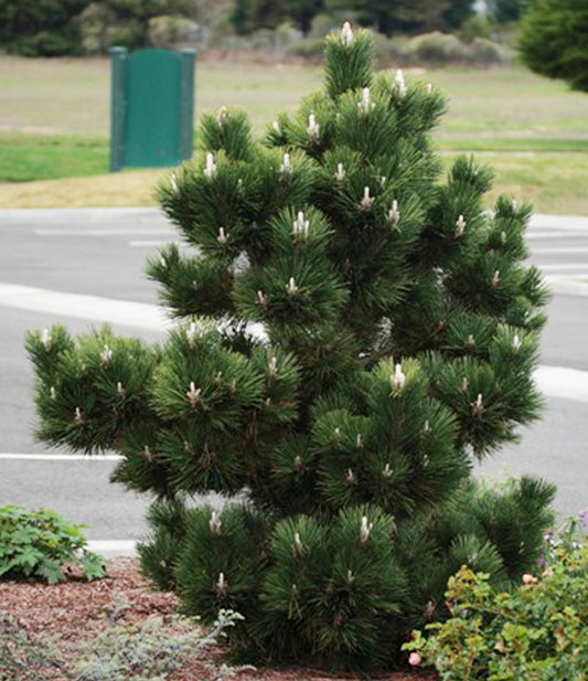 Pinus thunbergiana 'Thunderhead'