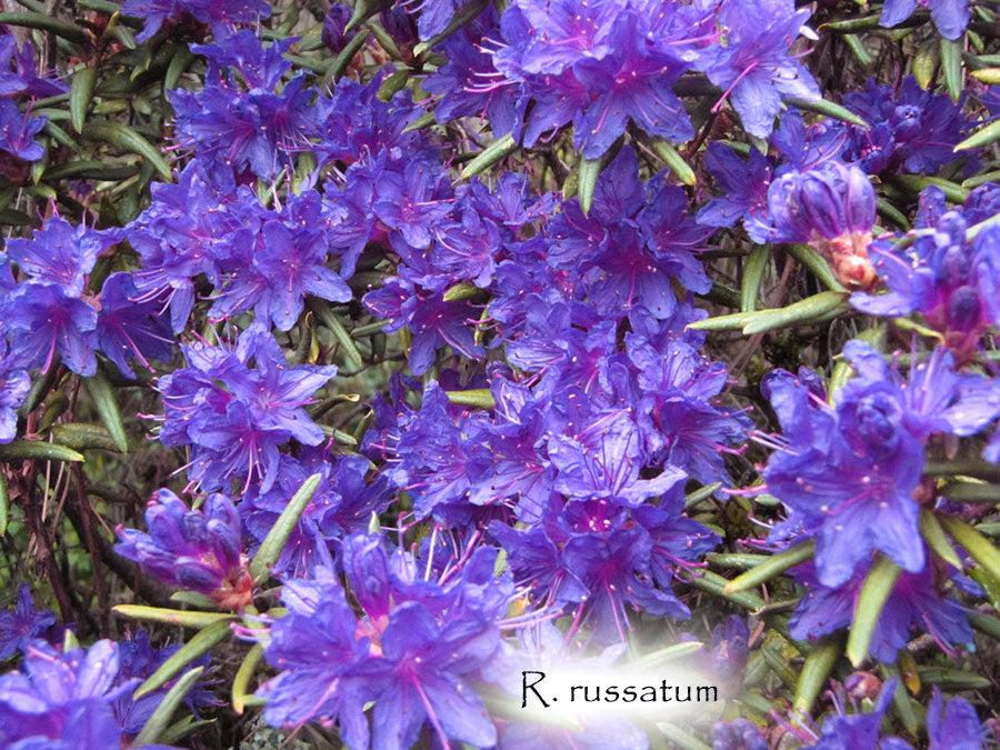 R. russatum