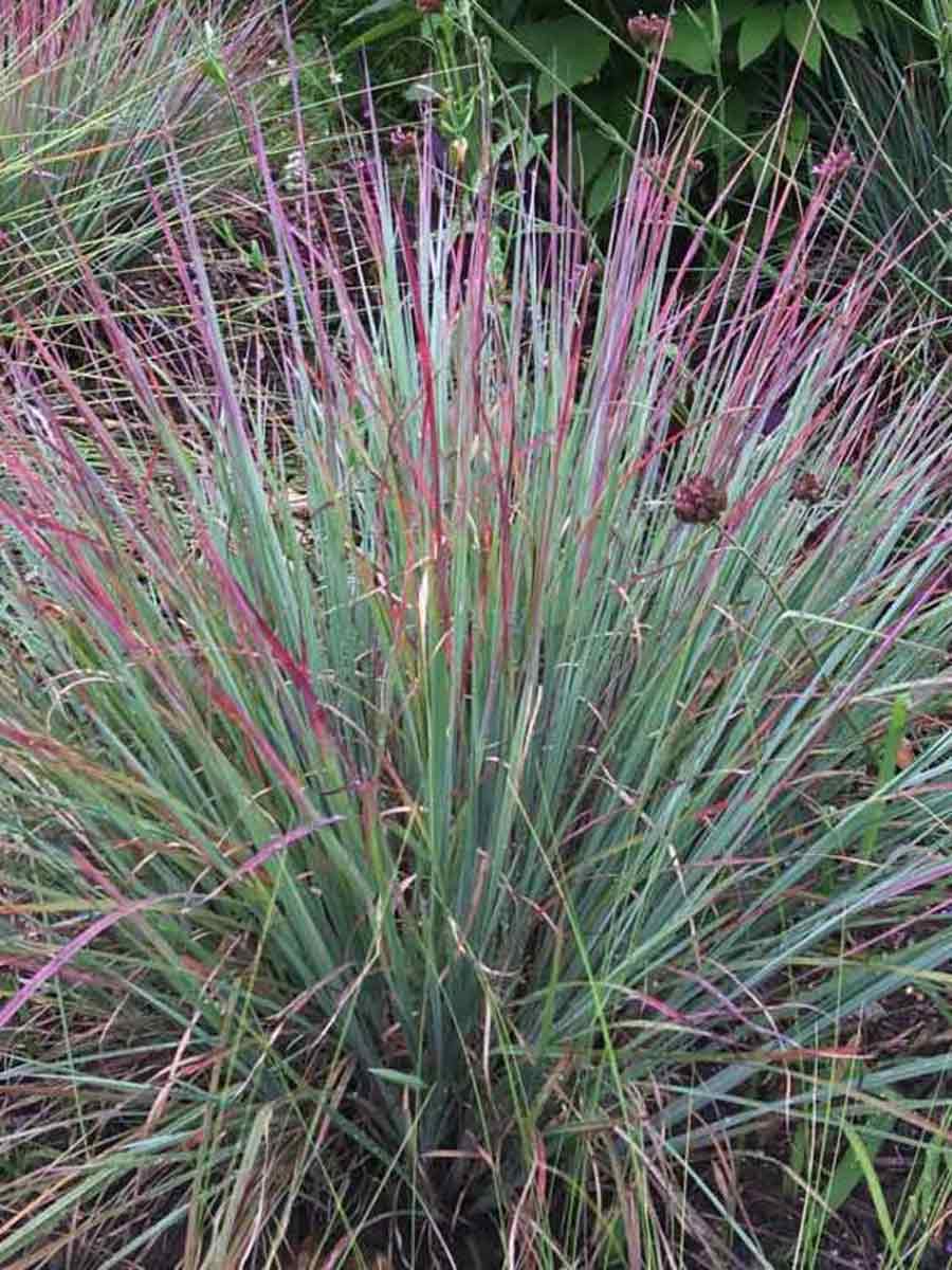 Standing Ovation Little Bluestem Ornamental Grass
