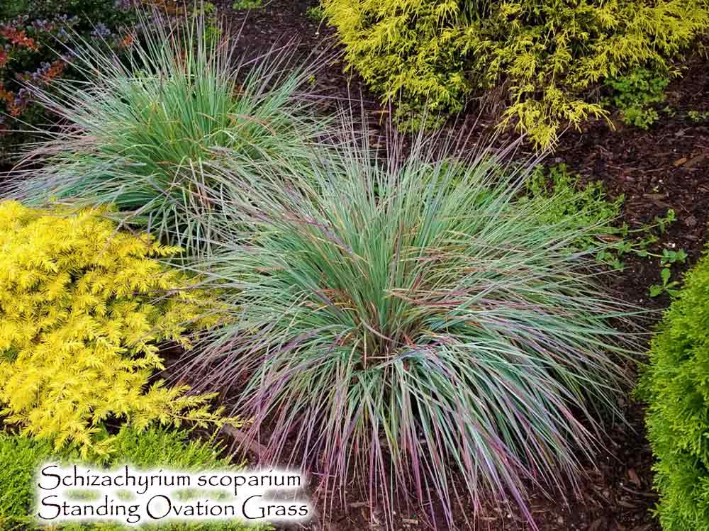 Standing Ovation Little Bluestem Ornamental Grass