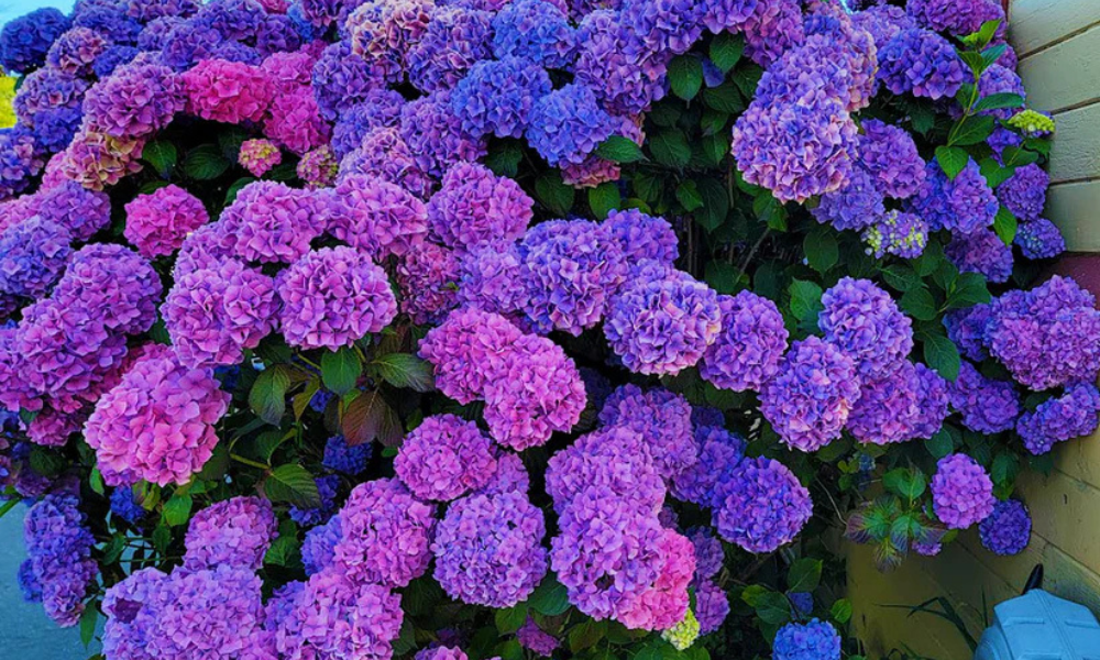 How to Change Hydrangea Color Hydrangea pH Color Singing Tree