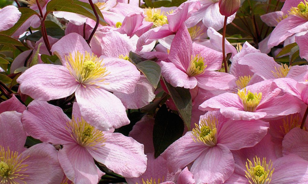 Charming Cottage Garden Plants to Create a Timeless Backyard Escape