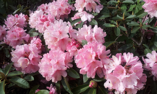 Rhododendron Care: A Simple Guide for Healthy Blooms