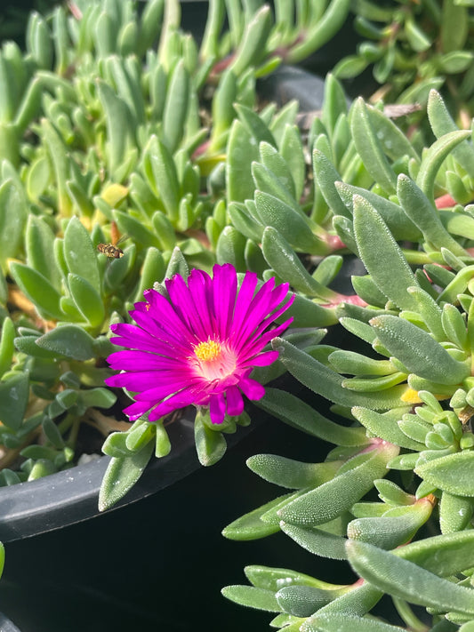 Delosperma – The Non-Invasive Ice Plant