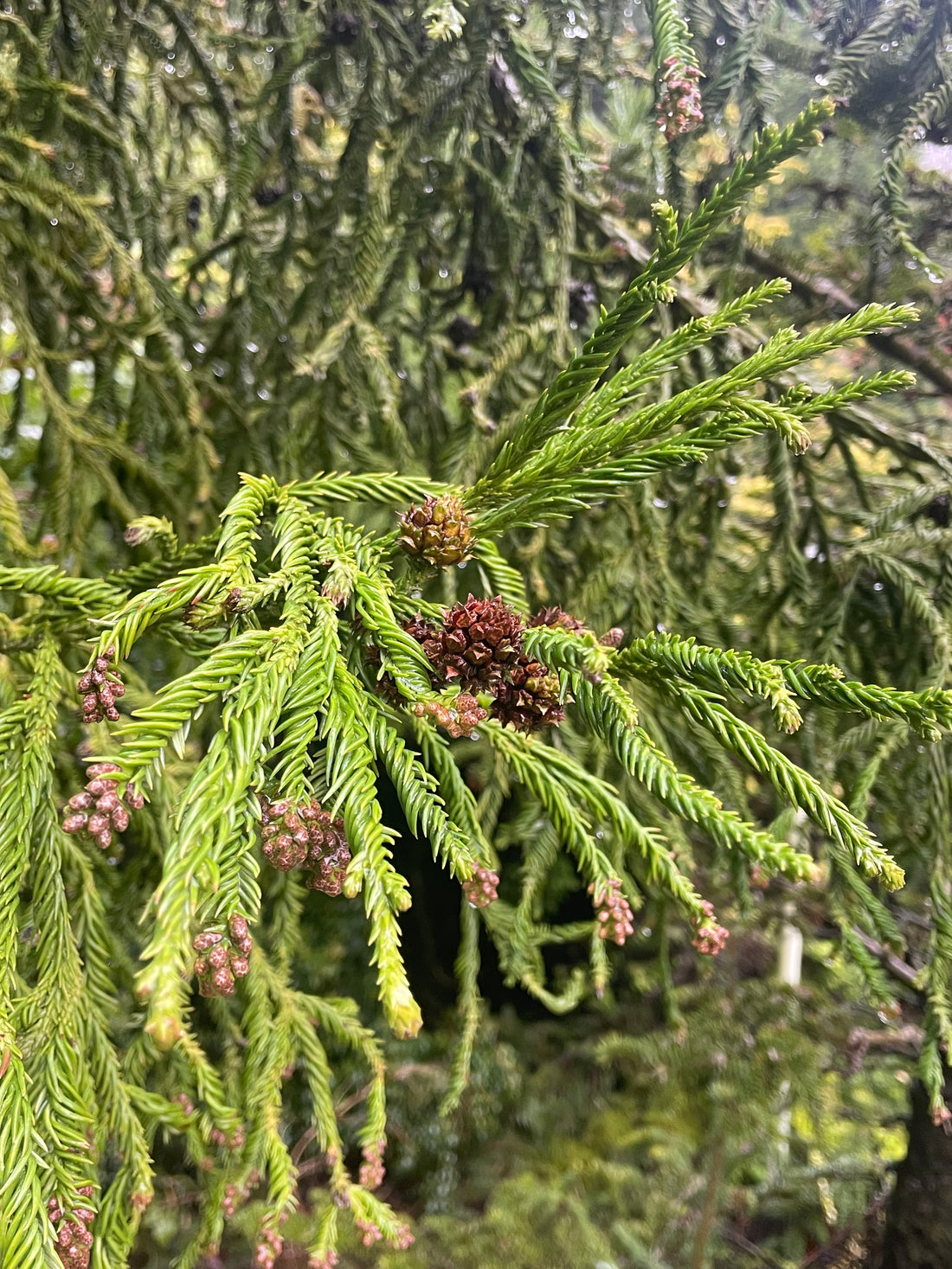 Cryptomeria japonica - Totally Twisted Foliage!