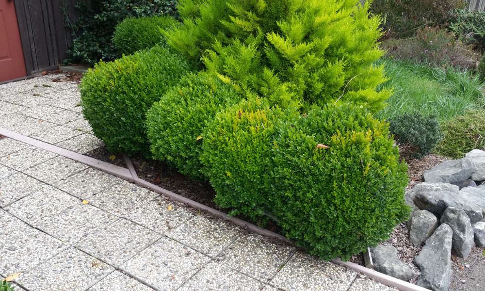 Fastest Growing Privacy Hedges to Transform Your Outdoor Space