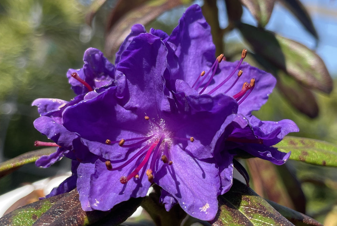 Why in the World is it so Hard to Find True Blue Flowers?! (Anthocyanin Biosynthesis)