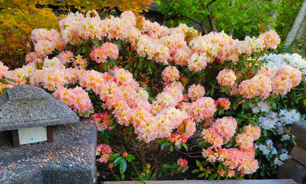 Plants Deer Resistant Enough For A Garden | Deer Proof Garden – Singing ...