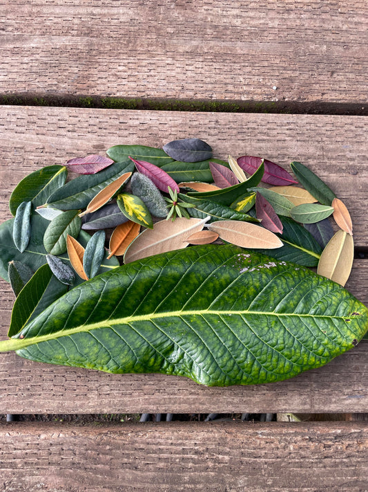 Foliage Diversity in Rhododendrons