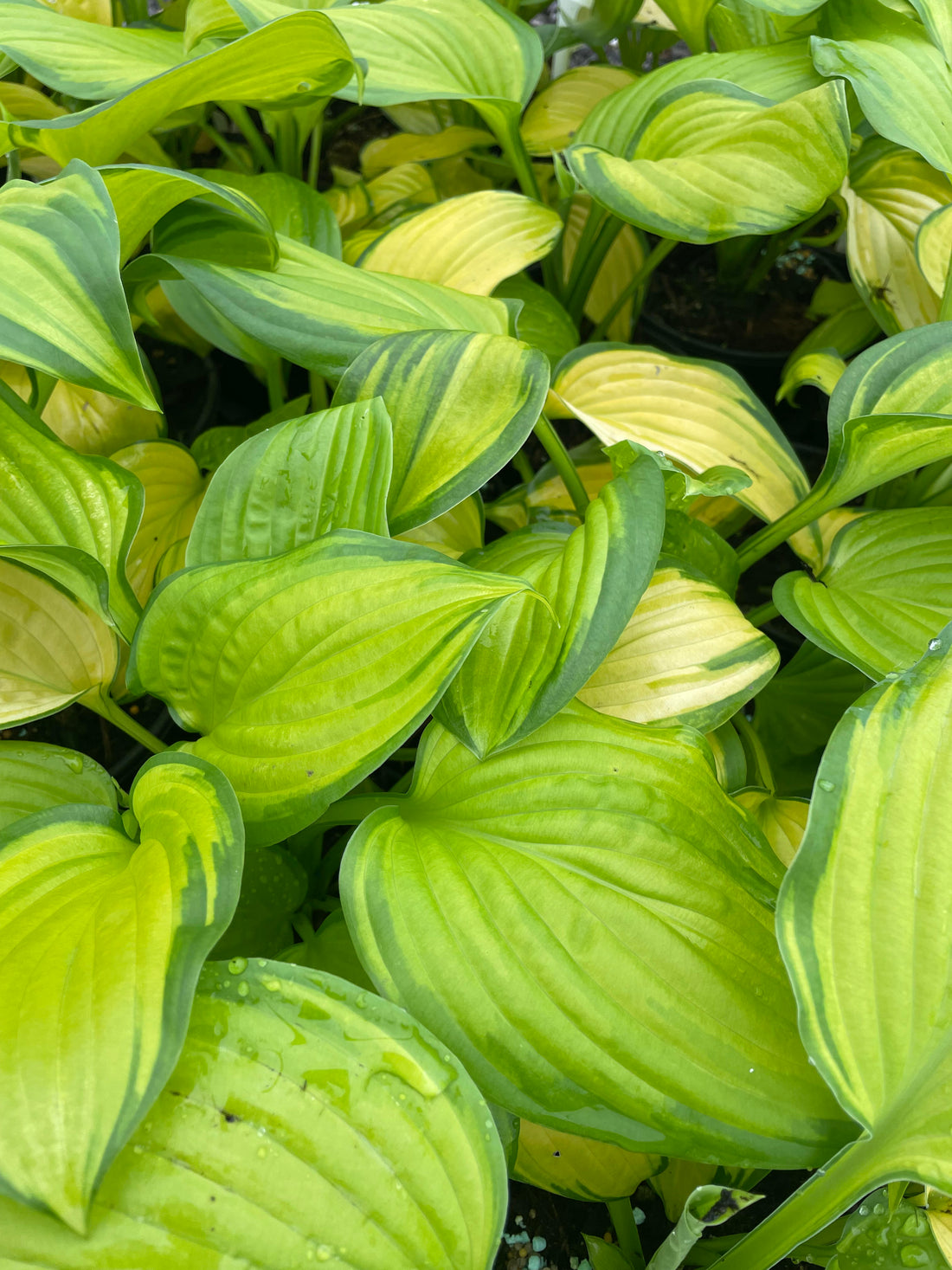 Hostas – Adding Beauty to Dark and Shady Areas of the Garden