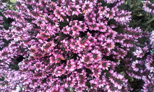 Low Growing Perennials: What They Are and Why Gardeners Love Them