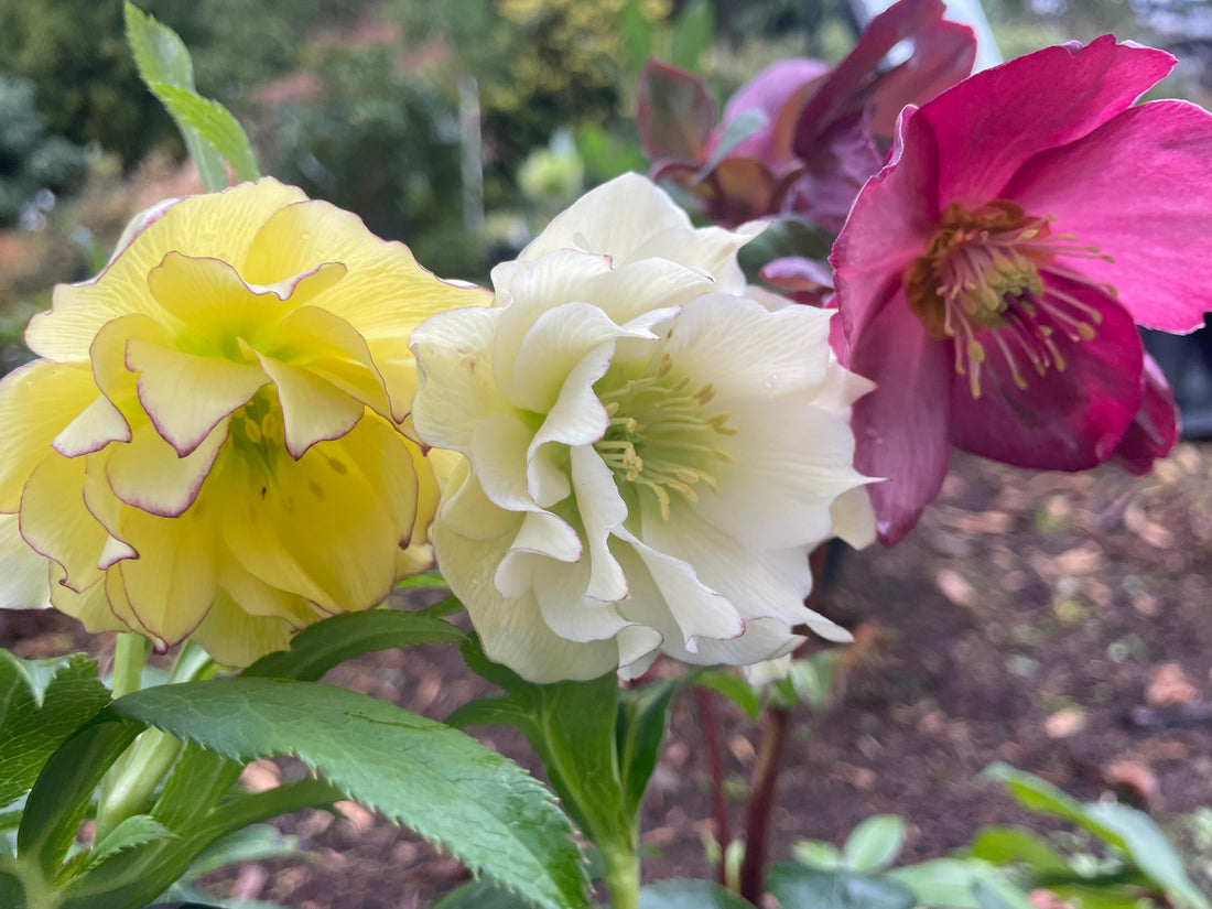 Hellebores –  Benefits of Producing Colorful Bracts vs. Flower Petals and Other Unique Modifications