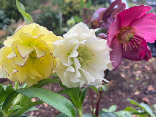 Hellebores –  Benefits of Producing Colorful Bracts vs. Flower Petals and Other Unique Modifications