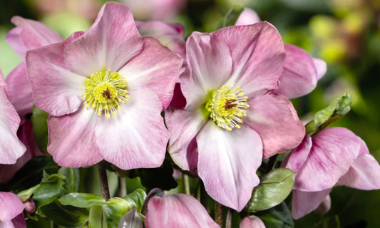 Caring for Hellebores: How to Keep Them Thriving Year After Year