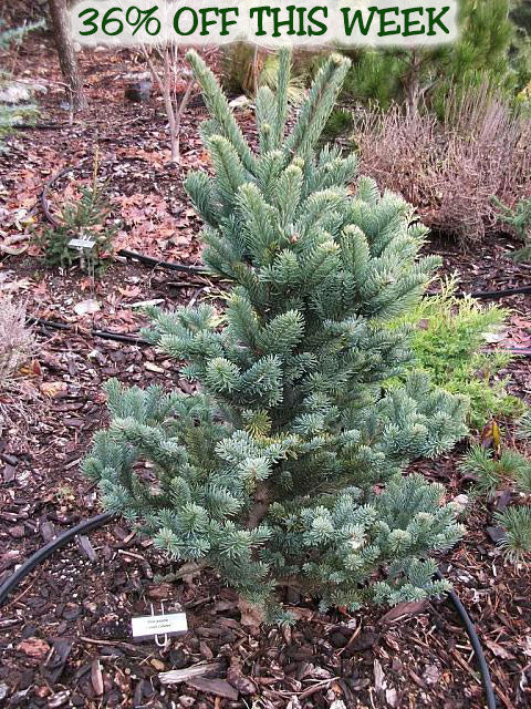 Abies procera 'Danish Column'