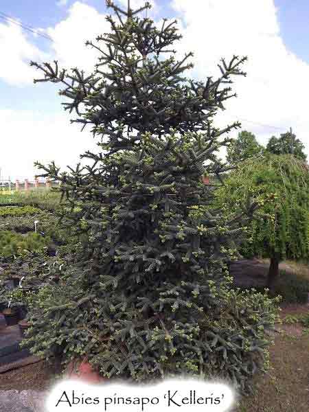 Abies pinsapo 'Kelleris'