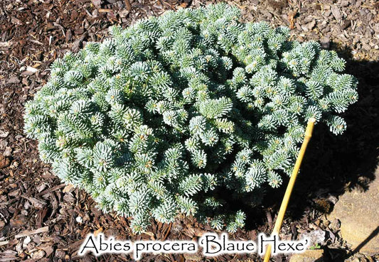 Abies procera 'Blaue Hexe'