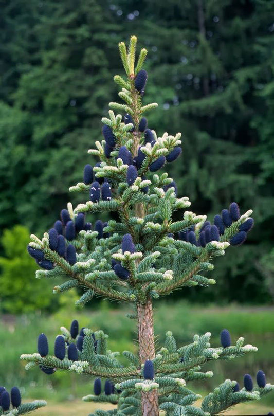 Abies squamata 'Flaky'