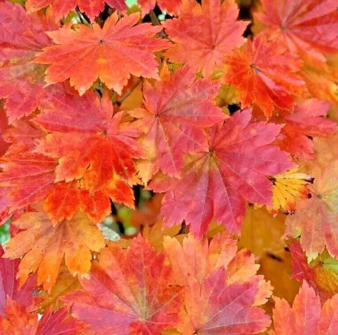 Acer pseudosieboldianum ssp takesimense Ulleung-do Island Maple