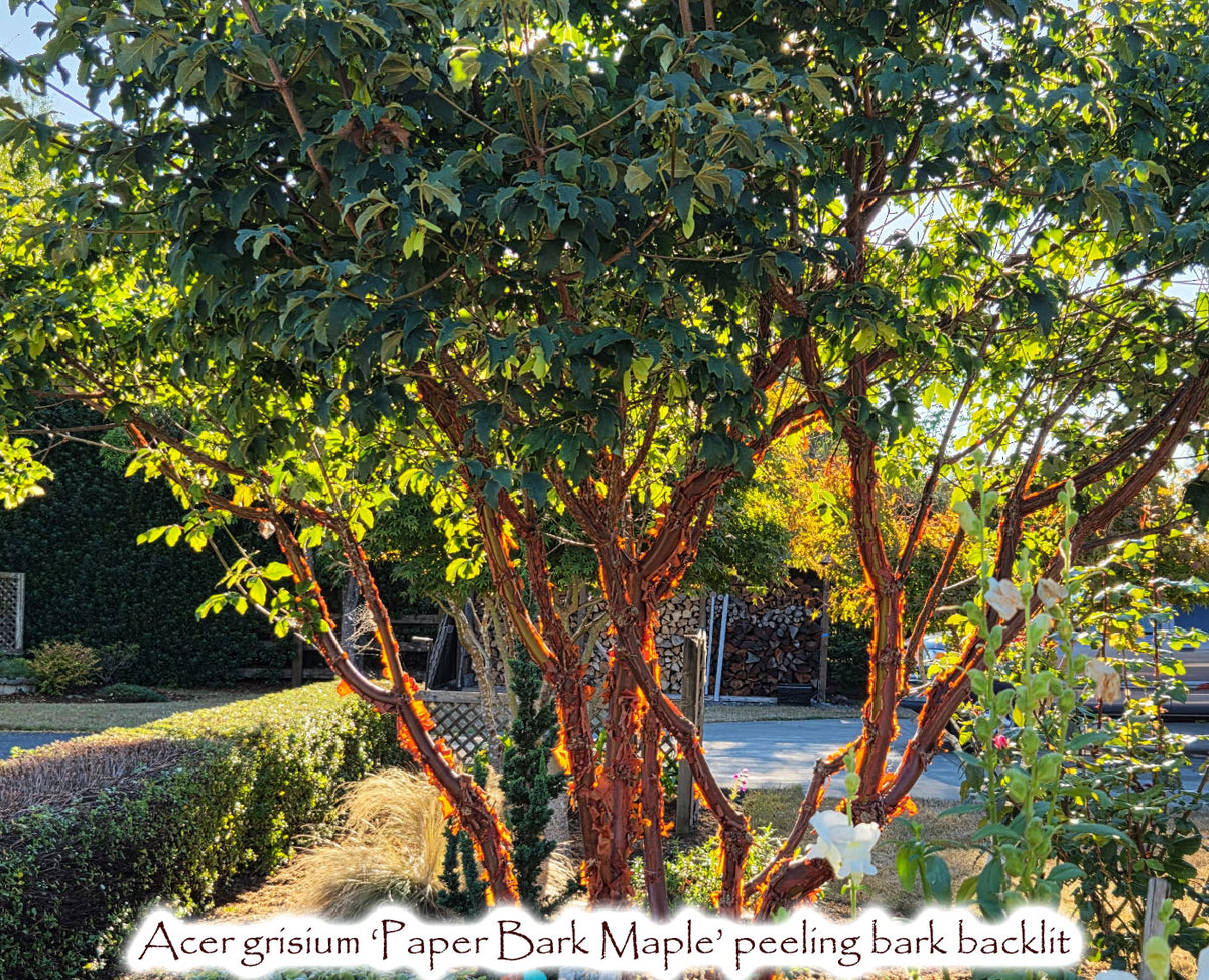 Paper Bark Maple - Acer griseum