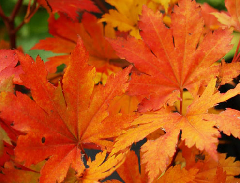 Acer pseudosieboldianum ssp. takesimense - Ulleung-do Island maple