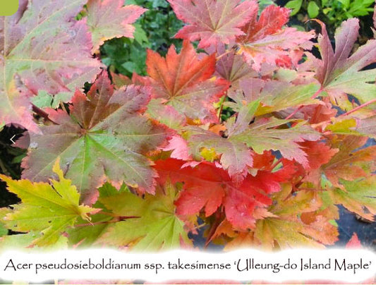 Acer pseudosieboldianum ssp. takesimense - Ulleung-do Island maple