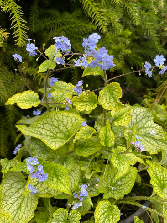 Brunnera macrophylla 'Alexander's Great'