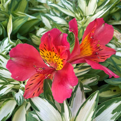'Little Miss Zoe' Peruvian Lily