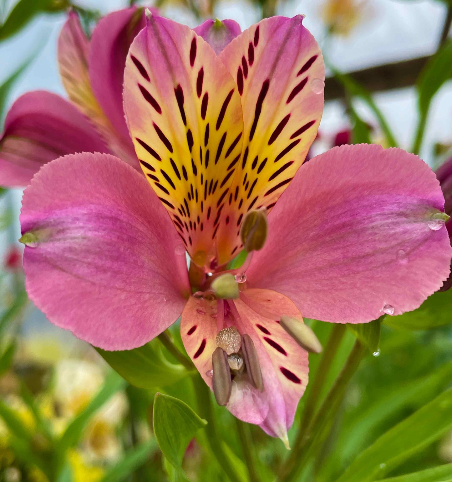 Alstroemeria 'Dusty Rose'