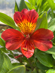 'Moulin Rouge' Alstroemeria