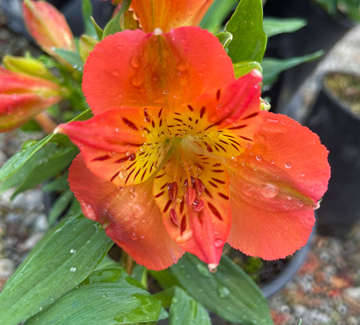 Alstroemeria 'Princess Amina'