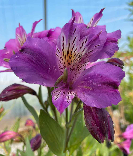 Alstroemeria 'Yum Yum Plum'