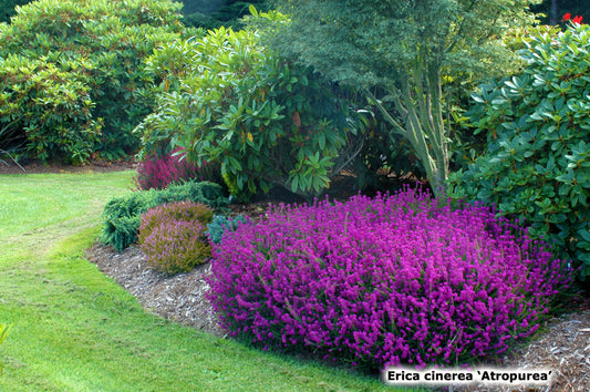 Atropurpurea