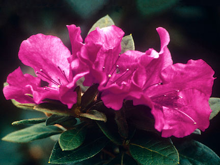 Encore azalea 'Autumn Royalty'