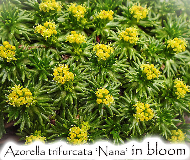 Azorella trifurcata ‘Nana’