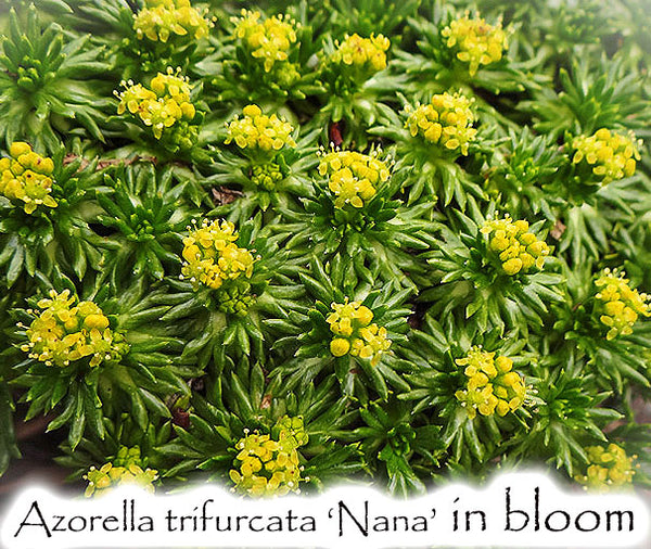 Azorella Trifurcata 'Nana' | Groundcover Plants For Sale – Singing Tree ...