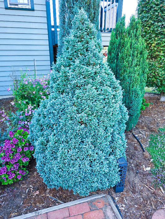 Chamaecyparis pisifera Baby Blue Ice
