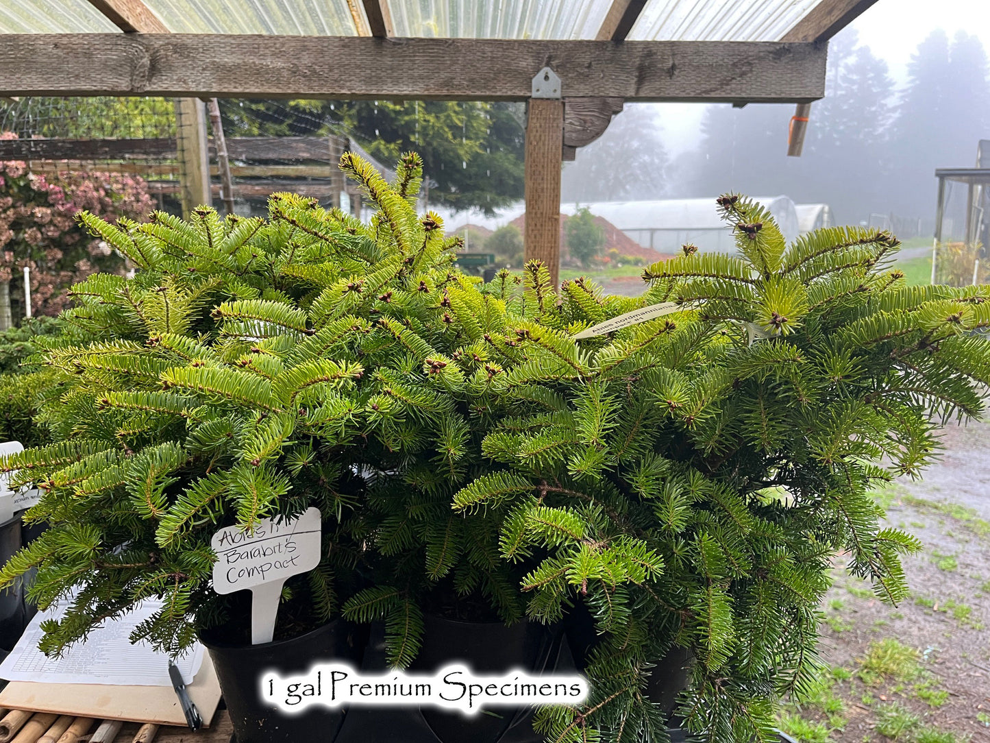 'Barabit's Compact' Nordmann Fir