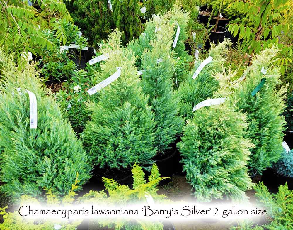 Chamaecyparis lawsoniana 'Barry's Silver'