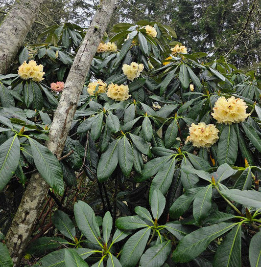 R. basilicum hybrid