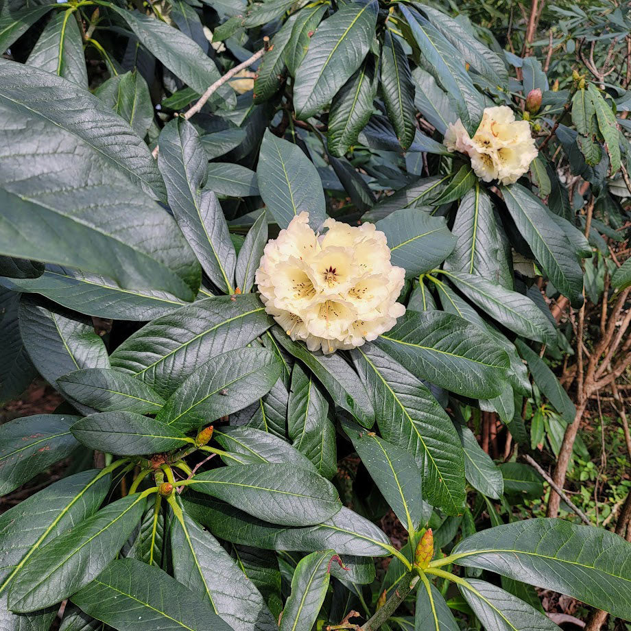 R. basilicum hybrid