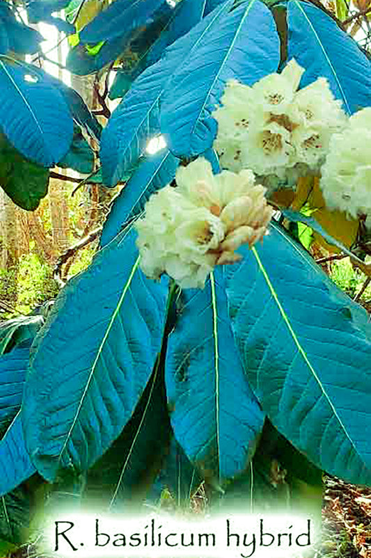 R. basilicum hybrid