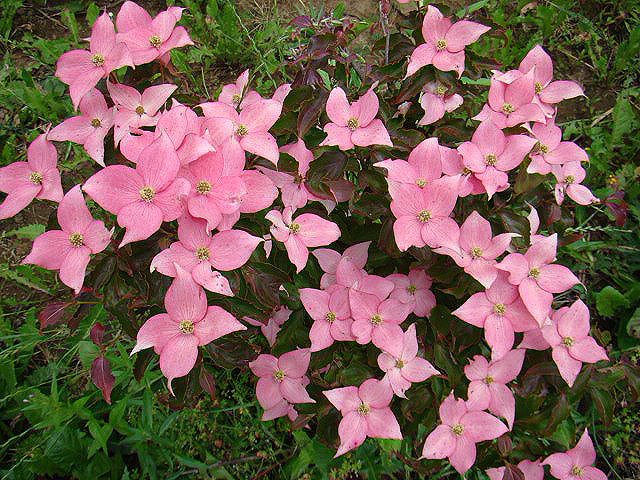 Cornus kousa 'Beni Fuji'