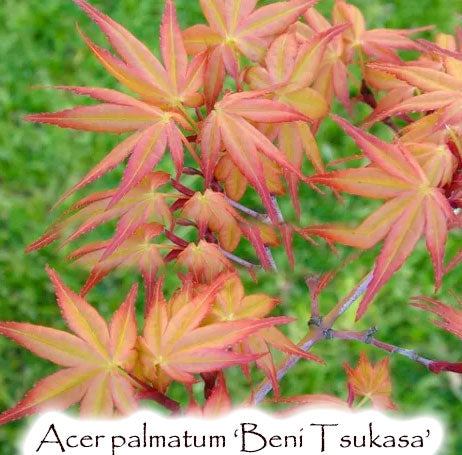 Acer palmatum 'Beni Tsukasa'
