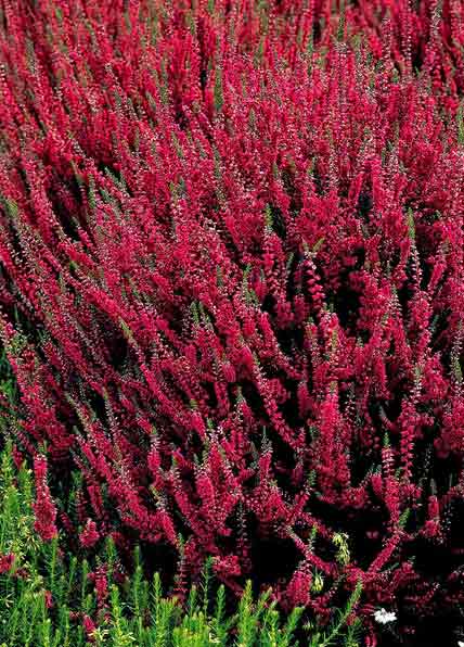 C.v. 'Beoley Crimson'